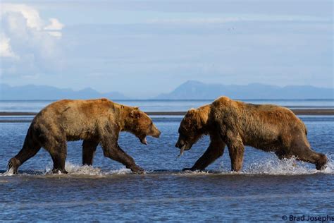 In Photos The Stunning Power Of Grizzly Bear Battles In The Field
