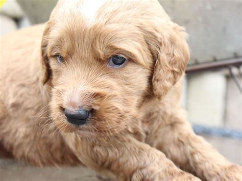 However, free goldendoodle dogs and puppies are a rarity as rescues usually charge a small adoption fee to cover their expenses (usually. Goldendoodle for sale in New Haven, Indiana #goldendoodle ...
