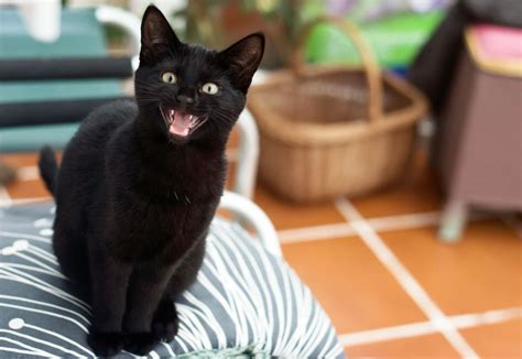 What Do The Different Cat Meows Mean Cat Meowing At Night Cats