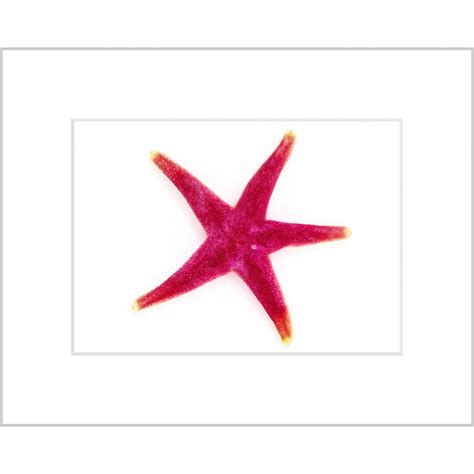 Blood Henry Sea Star Curious Critters