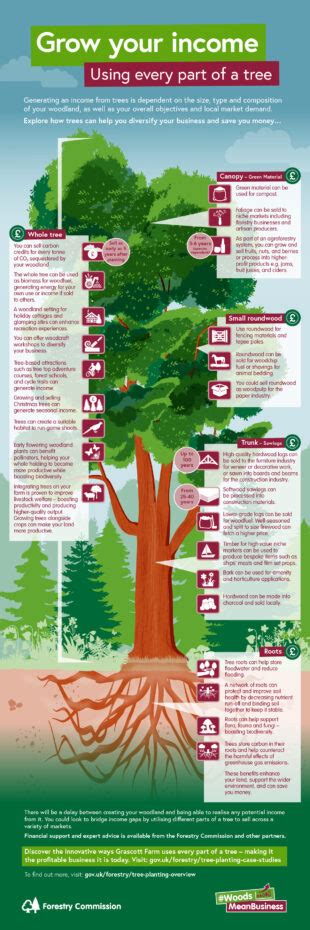 Grow Your Income Using Every Part Of A Tree Forestry Commission