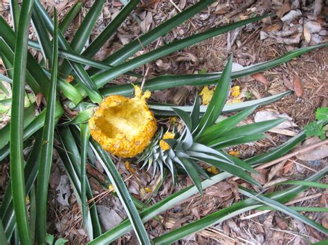 Learn How To Grow A Pineapple In Your Backyard Or Flower