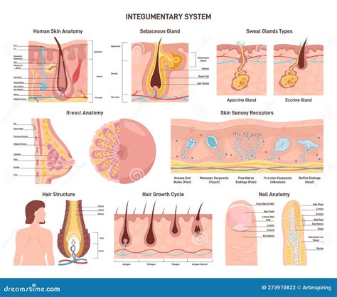 Human Integumentary System Infographics Cartoon Vector Cartoondealer