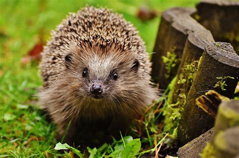 Seven Ways To Help Hedgehogs During Hedgehog Awareness Week