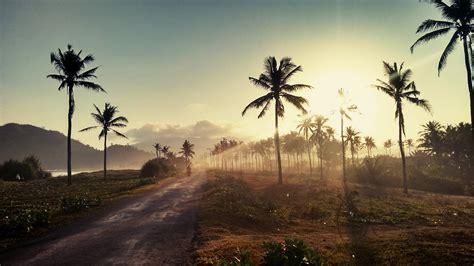 2560x1440 Palm Road Sunset 1440p Resolution Wallpaper Hd Nature 4k