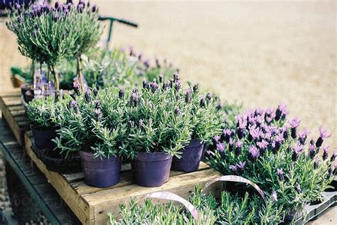 French Lavender Plants For Sale Outside A Plant Store By Stocksy