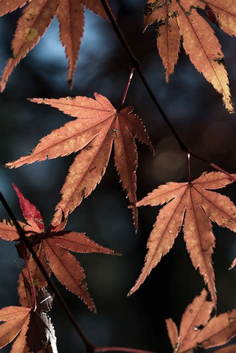 Picture Of Brown And Red Leaves Of A Japanese Maple Tree In Autumn
