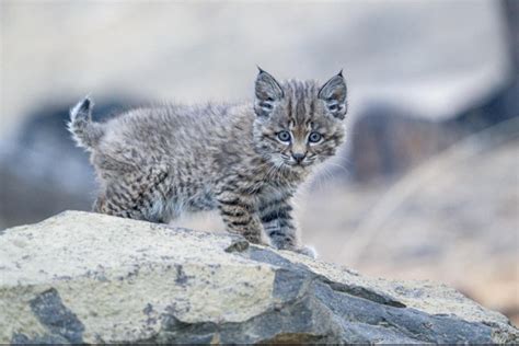Baby Bobcat Found A New Home In An Oregon Museum Rbabyanimals