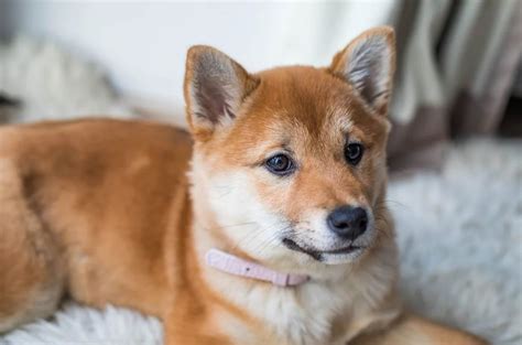 Dog Breed Profile Hokkaido Veterinary Innovators