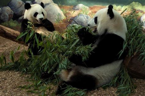 Departure Date Set For Giant Pandas Mei Lun Mei Huan Atlanta Ga Patch