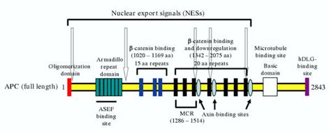 Inherited breast cancer occurs when gene changes called mutations are passed down within a family from parent to child. Structural features of the APC protein. Most of the ...