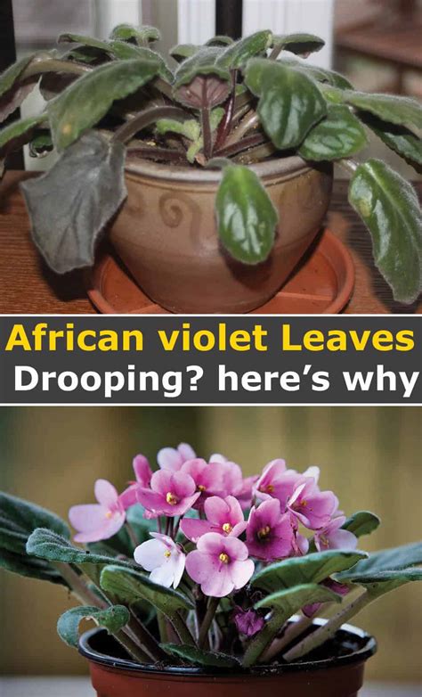 Is Your African Violet Drooping Leaves Heres Why Hort Zone