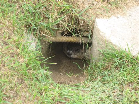 Groundhog In A Burrow Flickr Photo Sharing