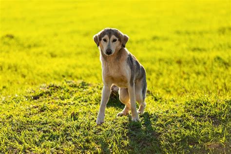 Short Spine Syndrome In Dogs Great Pet Care