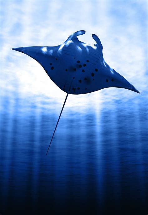 Manta Ray Manta Rochen Unterwasserfotografie Meerestiere