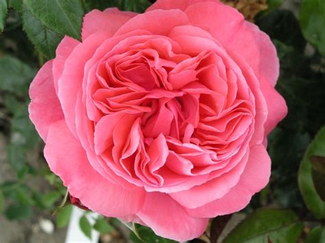 Special Anniversary Hybrid Tea Garden Roses Pococks Roses The Cornish Rose Company