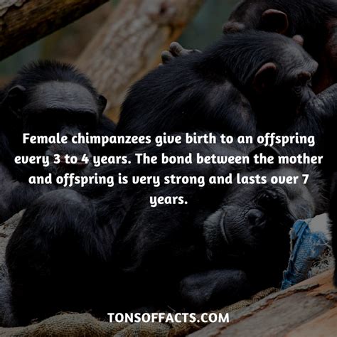 Female Chimpanzees Give Birth To An Offspring Every 3 To 4 Years The