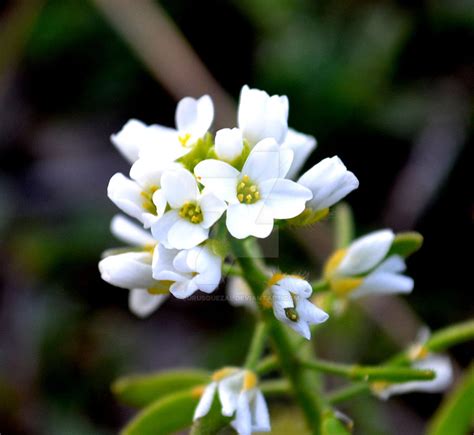 Little White Flowers By Eurusquezal On Deviantart
