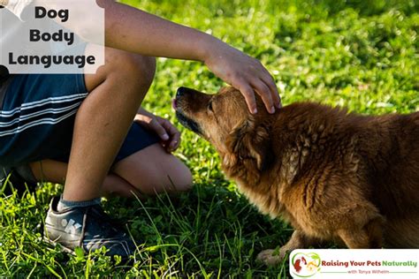 Understanding Dog Body Language With Pictures And Video