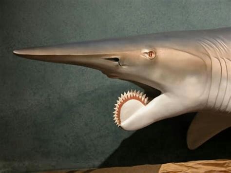 Whorl Tooth Shark Photoshopped Animals Weird Animals Real Weird Animals