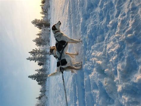 Hetta Huskies Enontekiö Ce Quil Faut Savoir Pour Votre Visite 2022