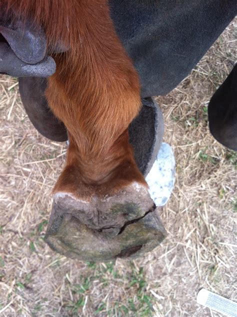 The Glorious Hoof George Abscess Hole Gone Wild
