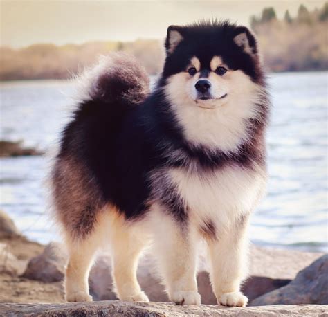 549 Finnish Lapphunds Trainable Lovable Cuddly Dogs Of The North