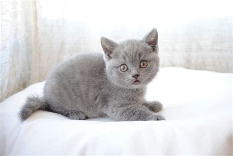 Being half persian, rags is fluffy.not fat! Persian Blue Short Haired Cat