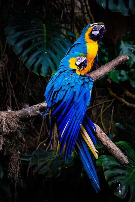 Blue Macaw Wallpapers Wallpaper Cave