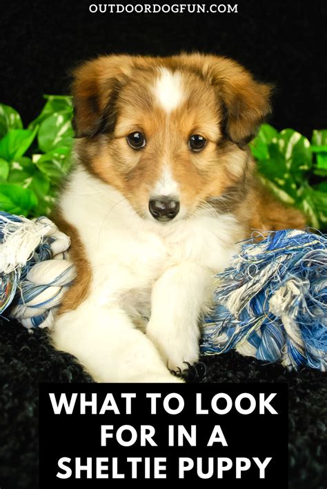 Keystone puppies does not house, purchase, raise, or accept funds for puppies. What To Look For In A Sheltie Puppy | Sheltie puppy, Dog ...