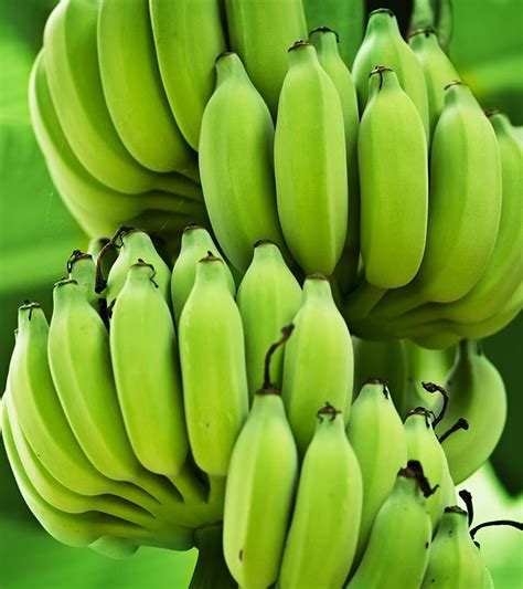 Green Bananas Health Benefits Nutrition Facts And How To Eat