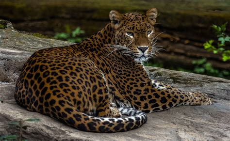 Explore our range of luxury sports cars, saloon cars and suvs. Jaguar Foto & Bild | natur, zoofotografie Bilder auf ...