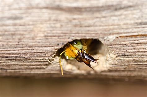 Carpenter Bees Appearance Common Traits And Behavior Beehivehero