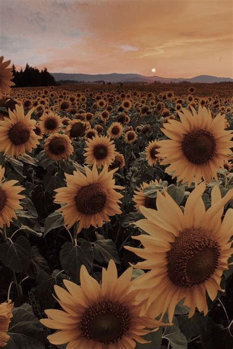 22 Aesthetic Pics Sunflower Iwannafile