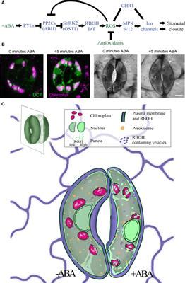 Check plant physiology impact factor, overall ranking, rating established in 1926, plant physiology® is an international journal devoted to physiology, biochemistry, cellular and molecular biology, genetics. Frontiers | The Role of ROS Homeostasis in ABA-Induced ...
