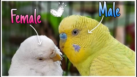 How To Know Your Budgie S Sex Gender Budgie Sex Determination Youtube