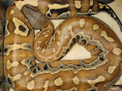 Photo Gallery Blood Pythons Yearling Blood Python