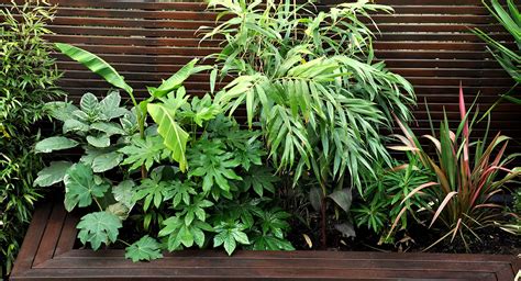 Tropical Garden Plants Uk