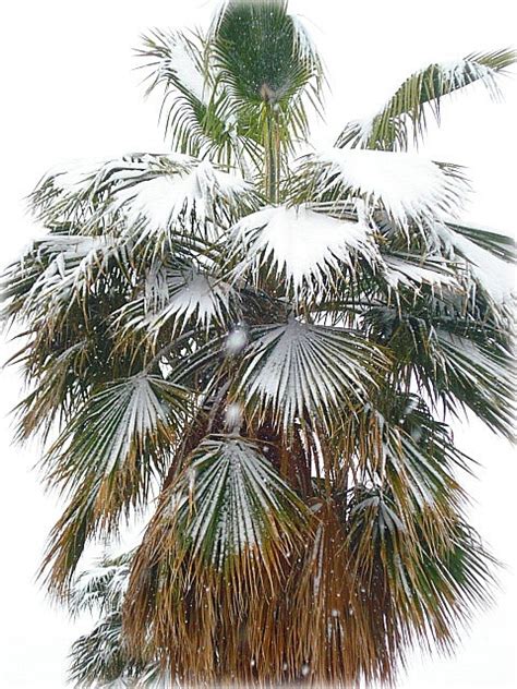 Snow Covered Palm Tree Winter Wonderland Pinterest