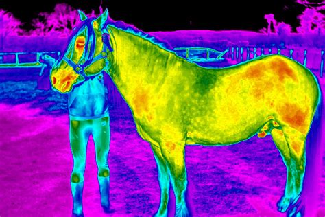 Clinical Applications Of Thermography In Veterinary Medicine Bioscan