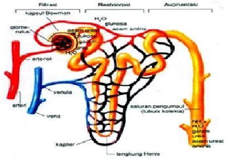 Biologi Dan Sejarah Proses Pembentukan Urine Hot Sex Picture