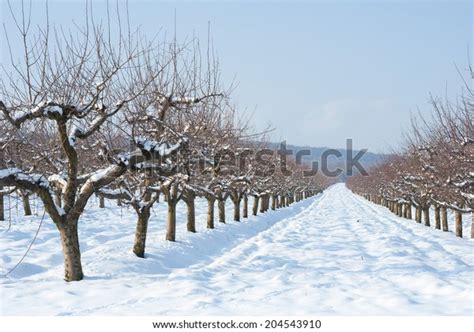 Apple Orchard Winter Stock Photo 204543910 Shutterstock