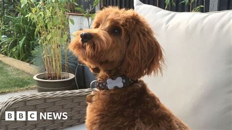 Warning After Cockapoo Eats Discarded Face Mask In Thrapston Bbc News