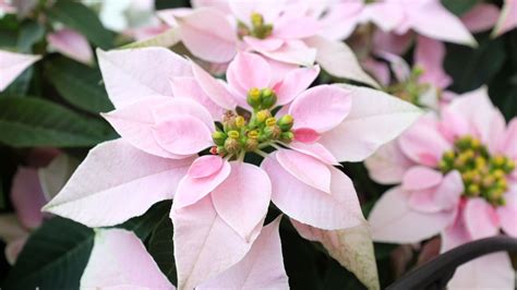 Reinventing The Poinsettia A Classic Christmas Flowers Colorful New