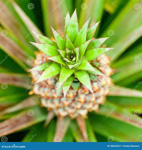 Baby Pineapple Stock Image Image Of Bush Natural Asian 30632027