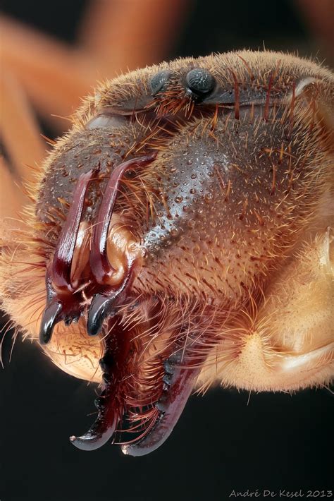 According to the nsf, when a person runs, the camel spider will while under a camel, they leap into the air and disembowel it, eating its stomach: Camel spider (Solifugidae) | This is the head (prosoma) of ...