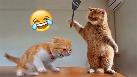 1 Hour Of Funniest Cats Videos That Will Make You Laugh 7 Funny