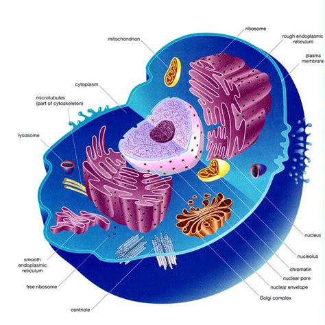 A tour of the animal cell by biology professor dr. Animal Cells Diagram with Labels Awesome Animal Cell ...