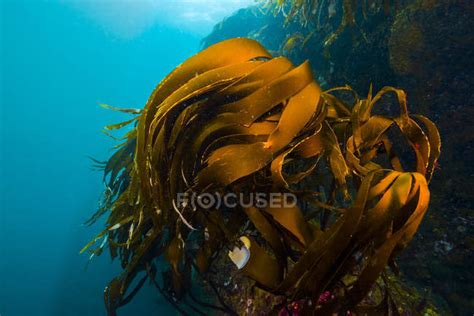Giant Kelp Growing In Resurrection Bay — Growth Heterokonta Stock