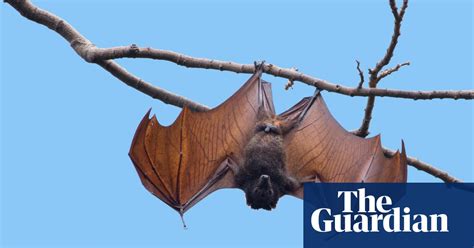 Bat Soup Dodgy Cures And Diseasology The Spread Of Coronavirus